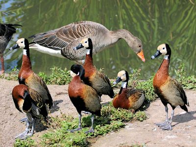 White-Faced Whistling Duck (WWT Slimbridge August 2009) - pic by Nigel Key